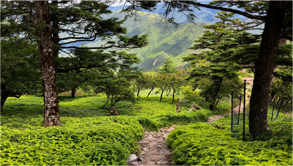 緑豊かな山道が広がる写真です。低木の間を縫うように細い石の小径が続き、両側には針葉樹が立ち並んでいます。奥には深い谷と連なる山々が見え、初夏の爽やかな空気を思わせる一枚です。