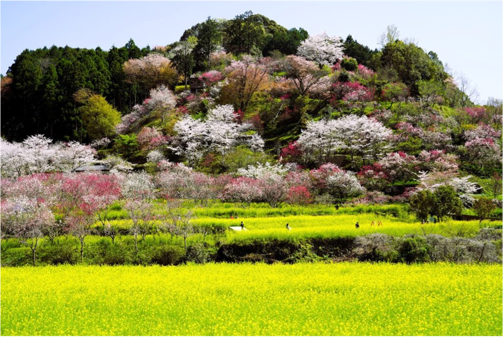 菜の花畑の鮮やかな黄色が広がり、その奥には桜や桃の花が咲き誇る丘が見えます。白や淡紅色の花々が緑の木々に彩りを添え、春の訪れを感じさせる風景です。色彩豊かな自然が調和した、華やかで穏やかな一枚です。