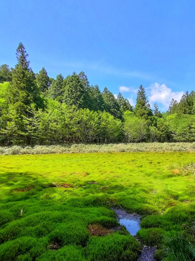 鮮やかな緑の湿原が広がり、小さな水たまりが点在しています。奥には針葉樹と広葉樹が混ざる森が続き、さらに青空が広がる爽やかな風景です。