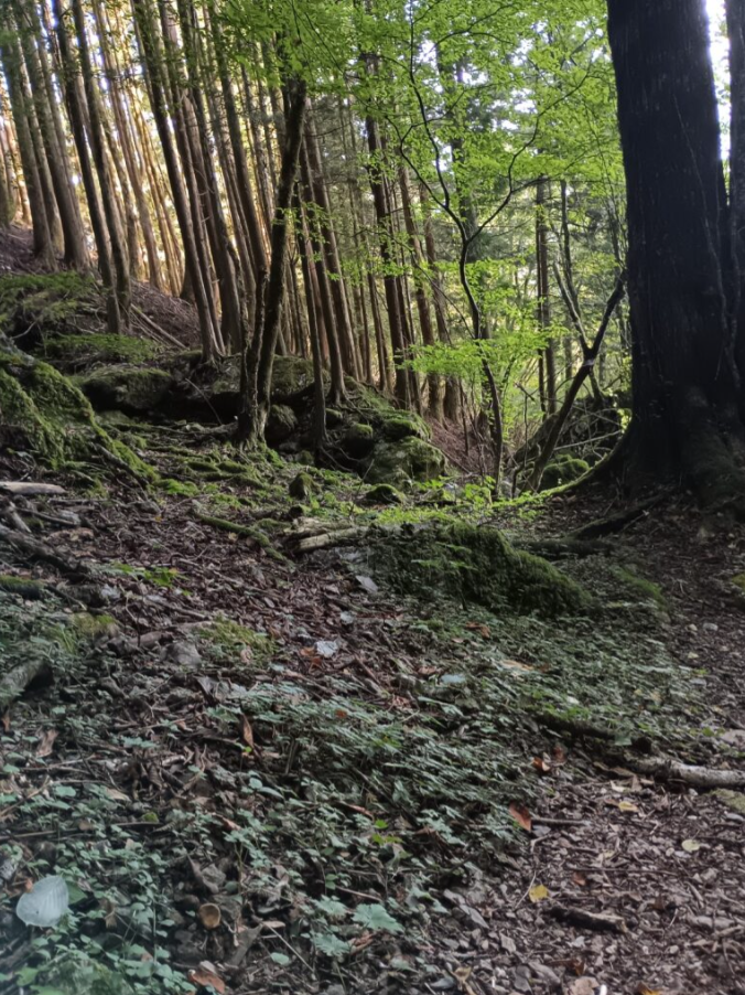 斜面に広がる落ち葉と苔むした岩が、深い森の静けさを感じさせる風景です。奥には細長い木々が立ち並び、淡い光が差し込んでいます。