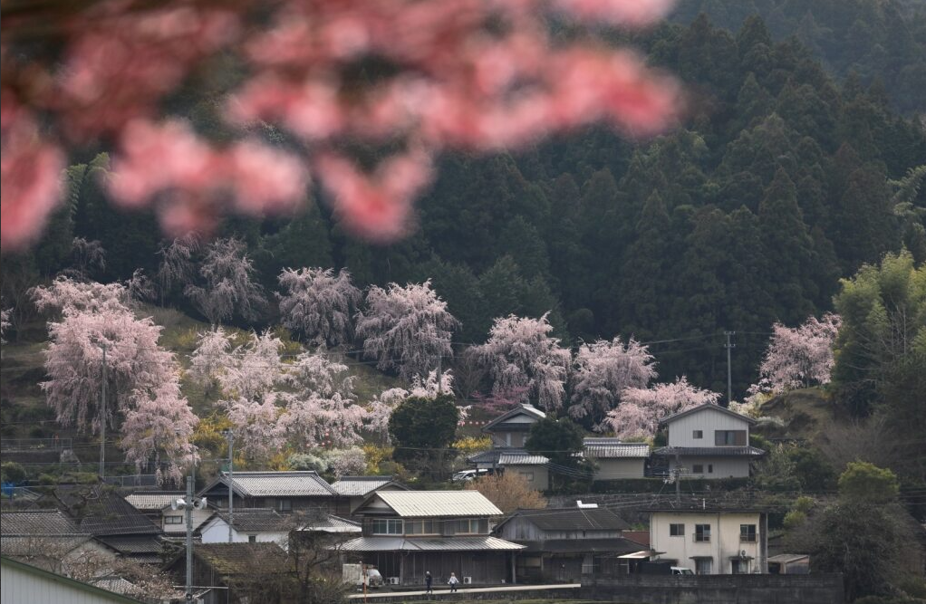 山里の集落を背景に、満開の桜が彩る春の風景です。家々の屋根越しに淡いピンクの花が並び、奥には深い緑の山が広がります。手前にもぼんやりと桜の花が写り、柔らかな季節感と里山の穏やかさが感じられる一枚です。