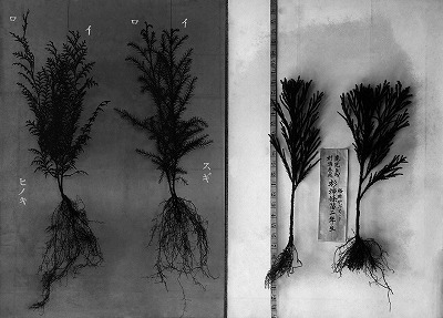 40 片地苗圃床替二本植苗外