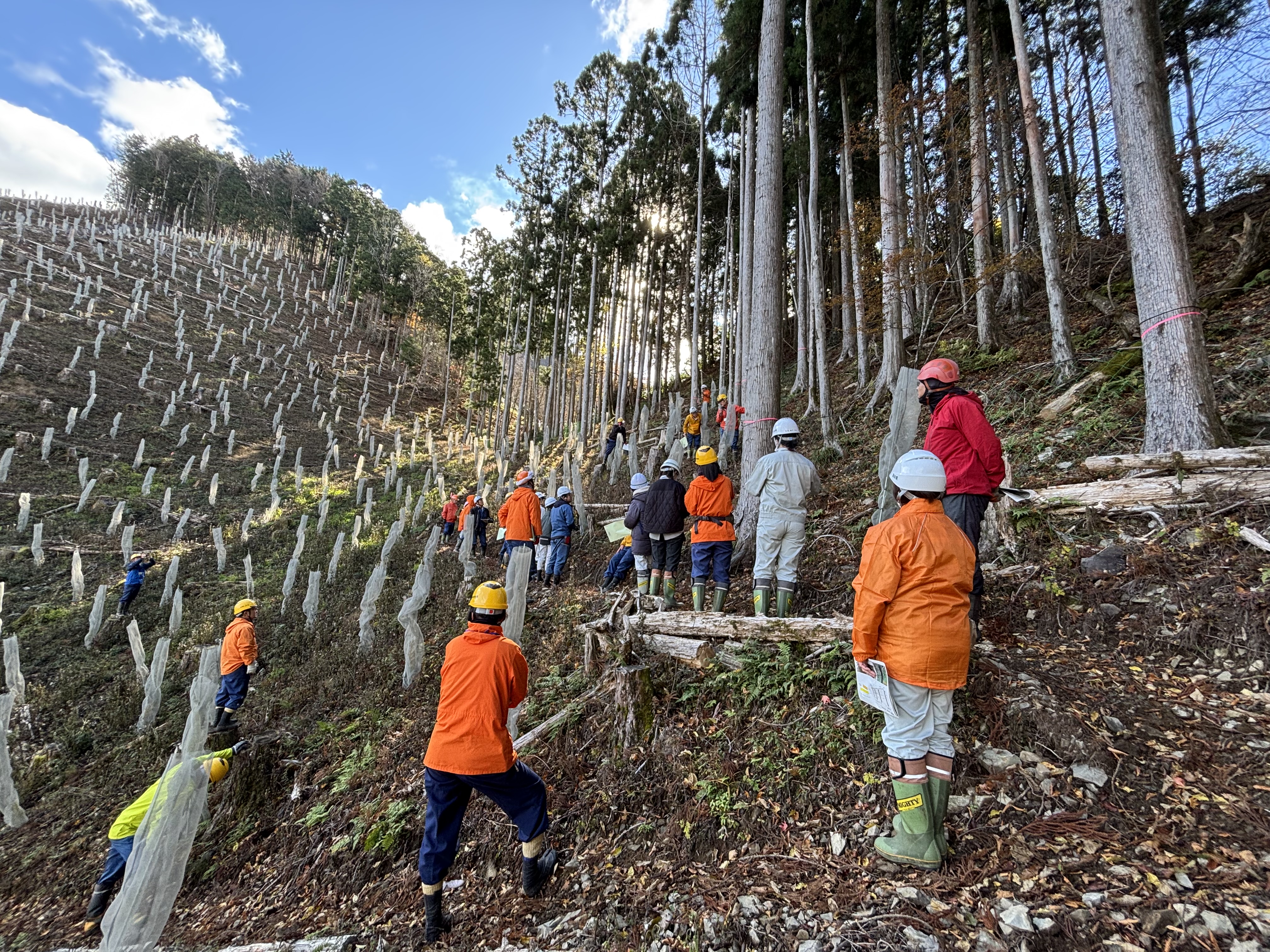 単木保護の見学