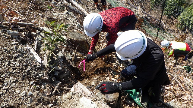 苗木の植付け状況（丁寧に）