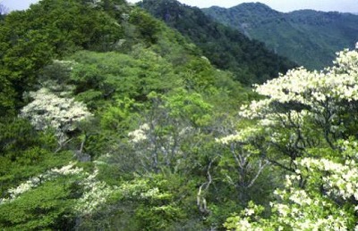 見事に咲いた高板山のゴヨウツツジ