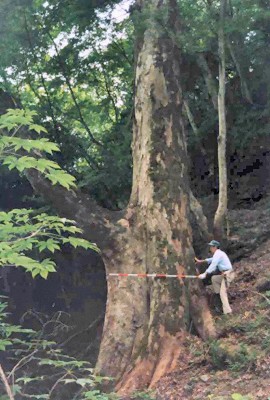 大屋敷のケヤキは幹周り450cm