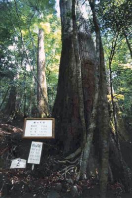 千本山橋の大杉