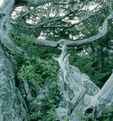 工石山自然休養林の天然林