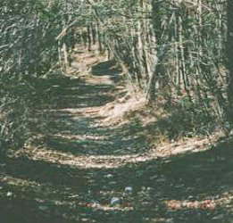 林内の登山道