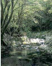 面河川上流