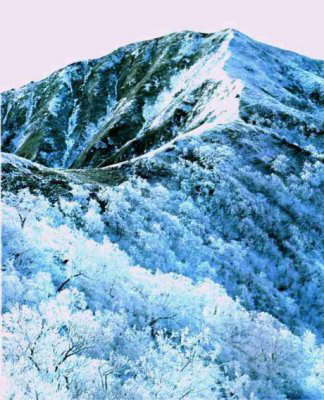剣山自然休養林
