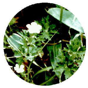 高山植物シコクフウロ