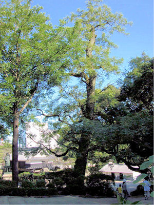 四国森林管理局 ミニ植物図鑑1