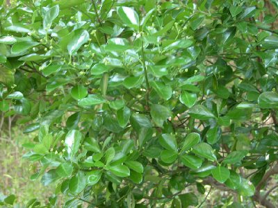 四国森林管理局 ミニ植物図鑑2