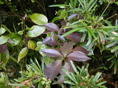 四国森林管理局 ミニ植物図鑑3