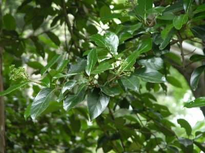 四国森林管理局 ミニ植物図鑑3 四国森林管理局 ミニ植物図鑑3