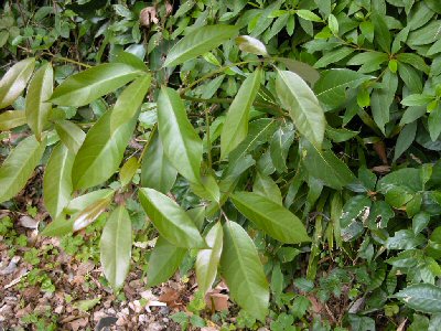 四国森林管理局 ミニ植物図鑑3