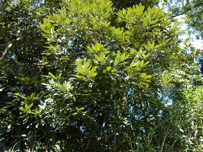 四国森林管理局 ミニ植物図鑑4