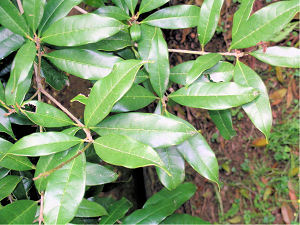 四国森林管理局 ミニ植物図鑑5