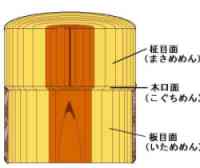 木の断面