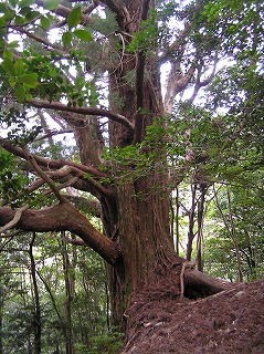 天然杉