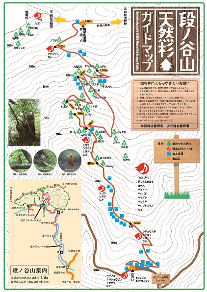 天然杉ガイドマップ