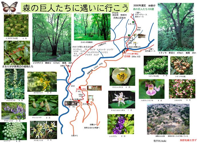 イヌザクラ、トチノキを訪ねて