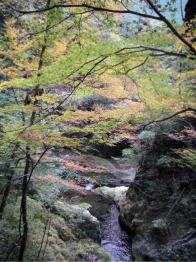 不入山風景林