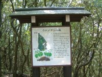 「ウバメガシ」の案内看板