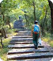 ウバメガシ林の登山道