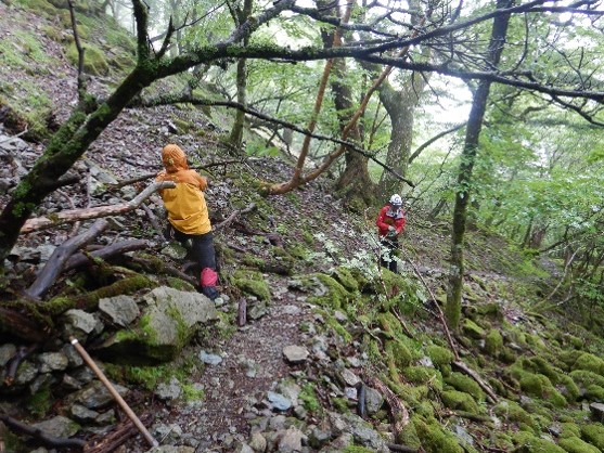 01グリーンサポートスタッフが登山道の通行に支障のある倒木、枯れ枝等を取り除く作業の様子