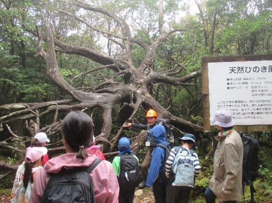 05親子登山イベントでグリーンサポートスタッフが参加者に風倒根（風倒木の根張り）の説明をしている様子