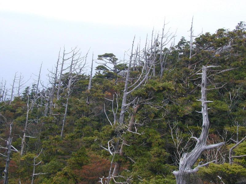 山頂付近の白骨林