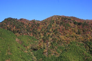 嶺北森林管理署_土佐てっぺん