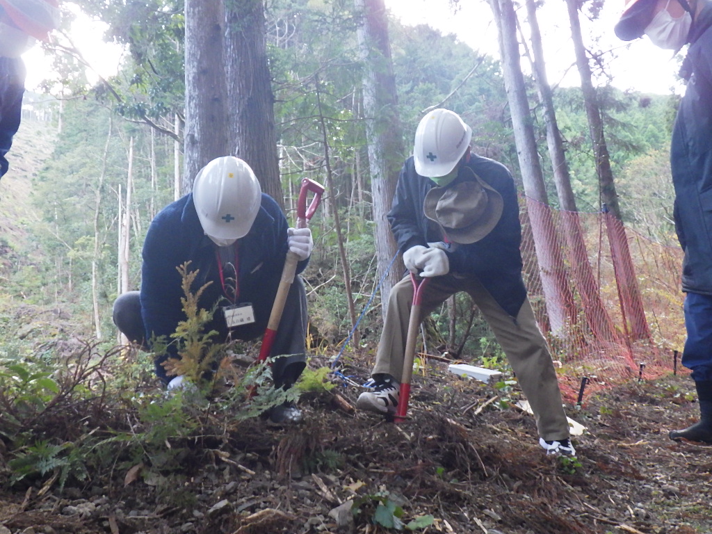 空けた穴にコンテナ苗を植え付けている様子