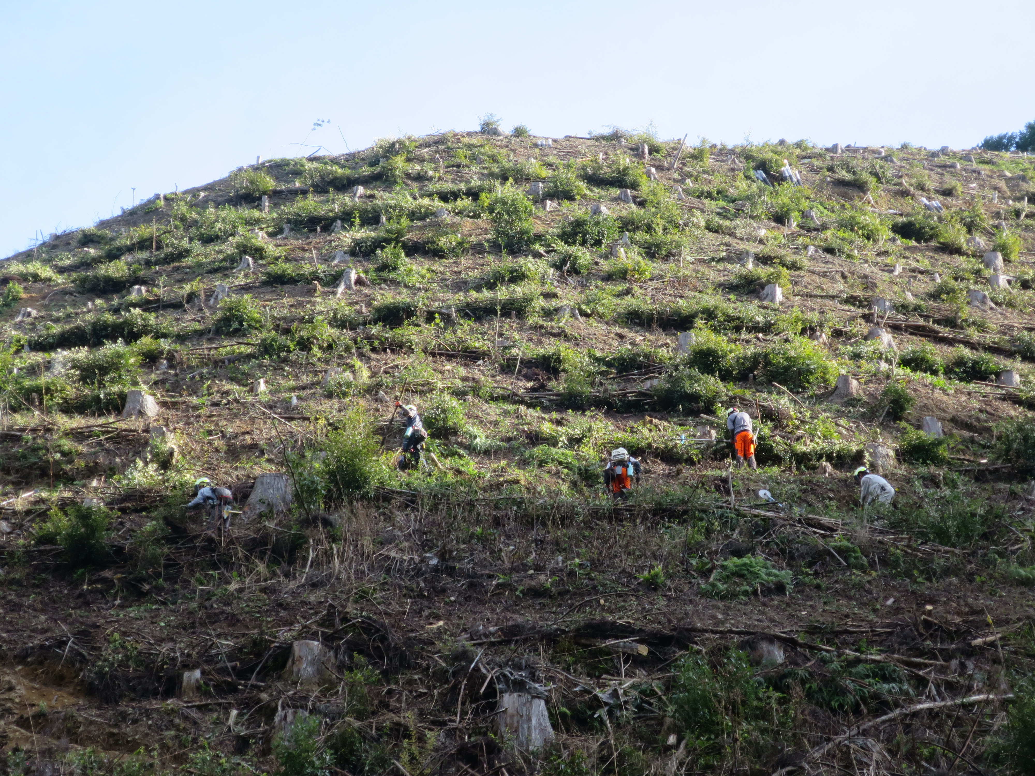 造林事業の地拵え（人力）の作業の様子
