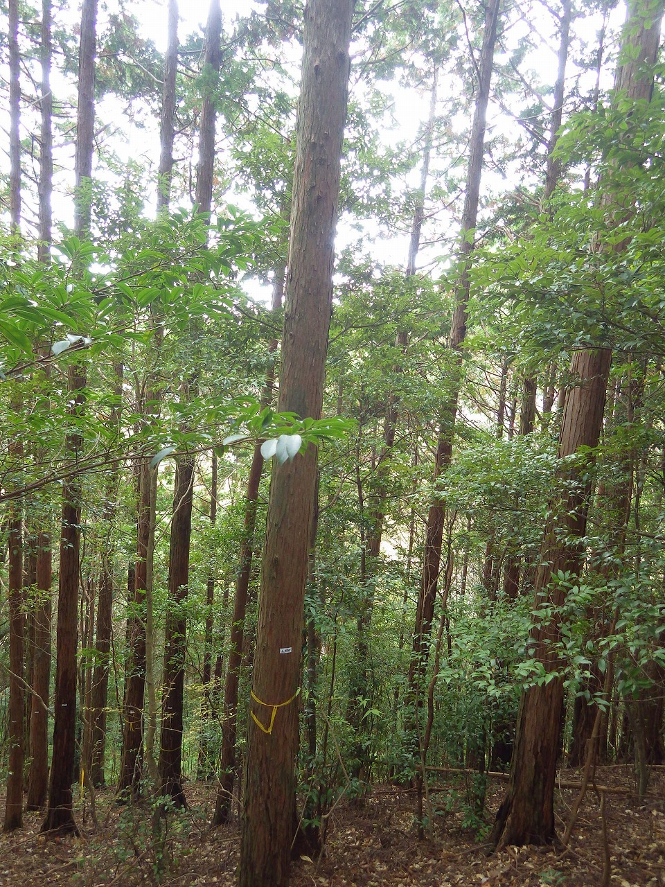 後ロ山1002に