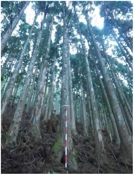 杉ノ熊山70い9_スギ林内