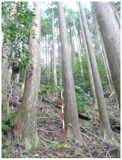 足川山95い_スギ林内