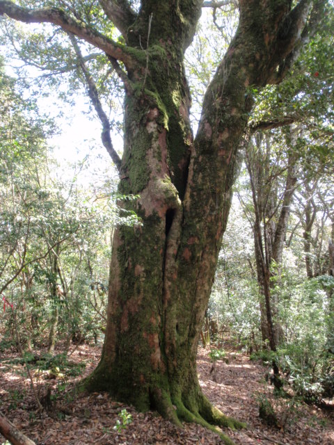 akagasi