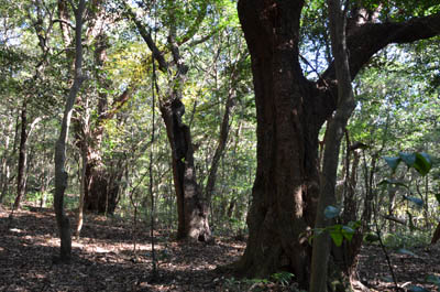 akagasi