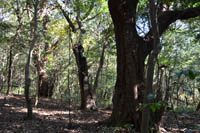 akagasisada