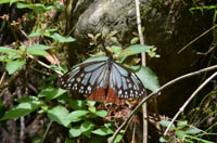asagimadara