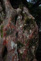 byakusinn4