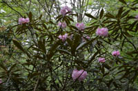 gennryuusyakunage