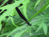 hagurotonnbo