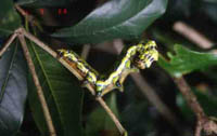 ibotaga
