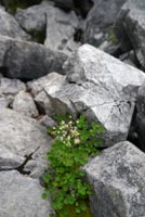 isiduchikaramatu