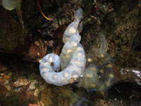 isiduchisannsyourann