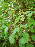 kuanikoumori
